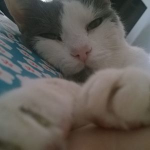 Meet your Posher, Abbey